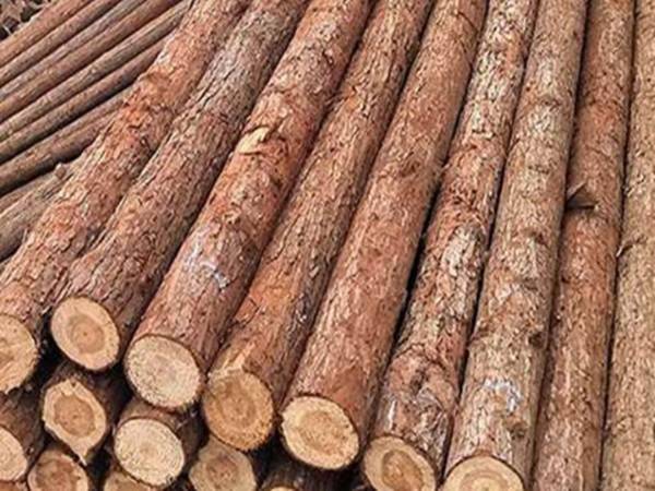 松木樁多少錢(qián)一根？松木樁的施工方案